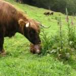 New born Highland calf