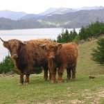 Narita and calf Sheena