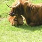 Narita and calf