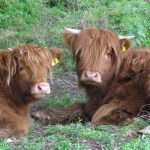 2 Highland calves