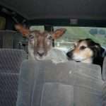 Big ears Ivan and Duke