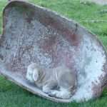 Newborn lamb Mavis