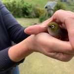 Stunned Waxeye hit the window
