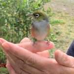 Wax Eye. Cairnhill Farm