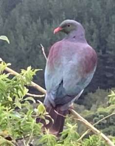 Kereru. Cairnhill Farm