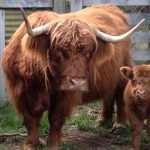 Sheena with calf